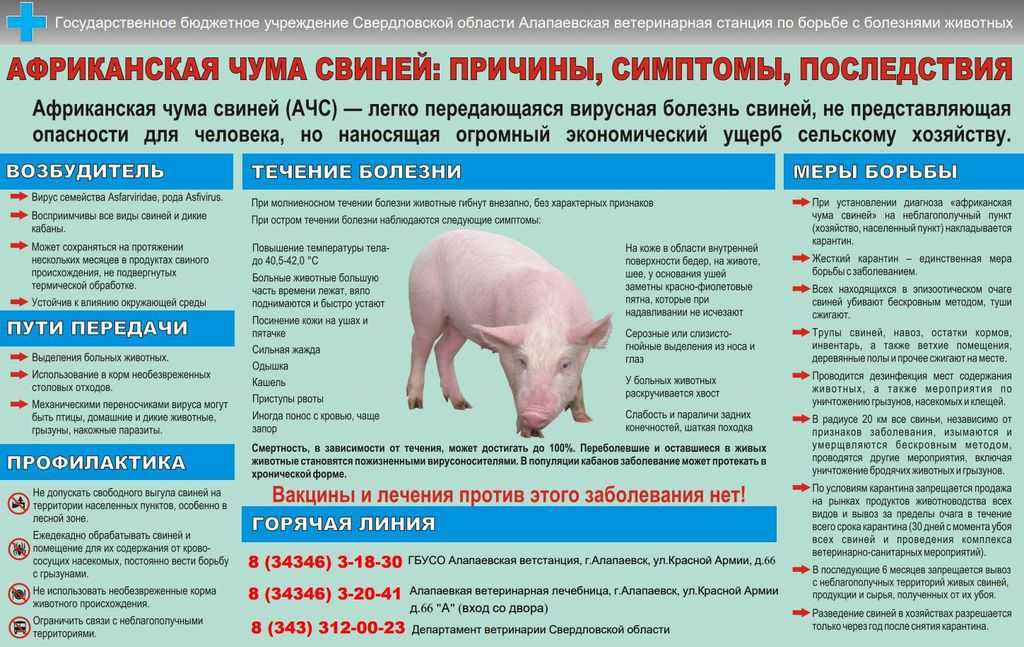 О признаках африканской чумы у свиней: описание симптомов, как передается