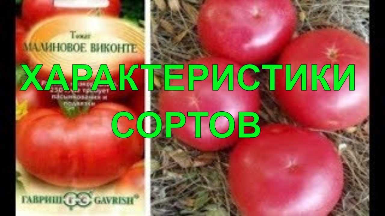 Томат малиновый гигант: отзывы, фото рассады, грядок с кустами и полученного урожая, советы огородников