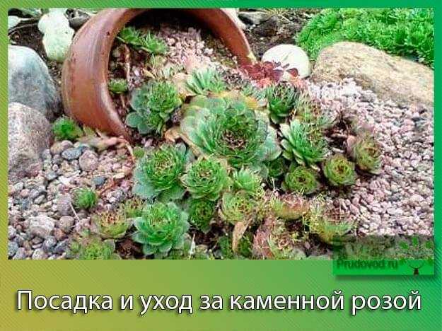 Молодило: посадка и уход в открытом грунте и в домашних условиях, 28 фото