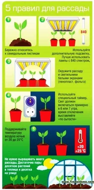 Благоприятные дни для высадки рассады в 2023 году - дачные советы
