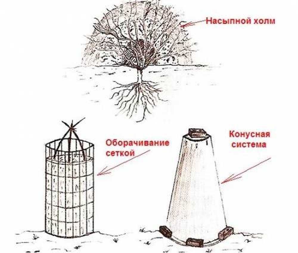 Укрываем розы на зиму – лучшие варианты