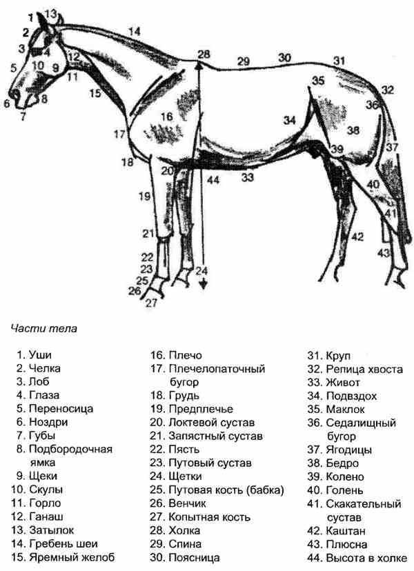 Вес лошади: интересные и невероятные факты