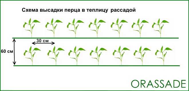 Уход за помидорами в теплице из поликарбоната