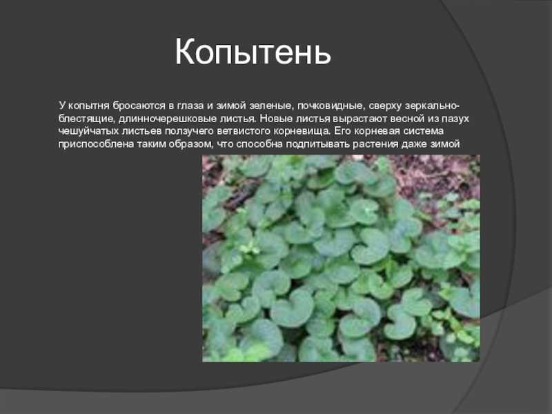 Копытень европейский.