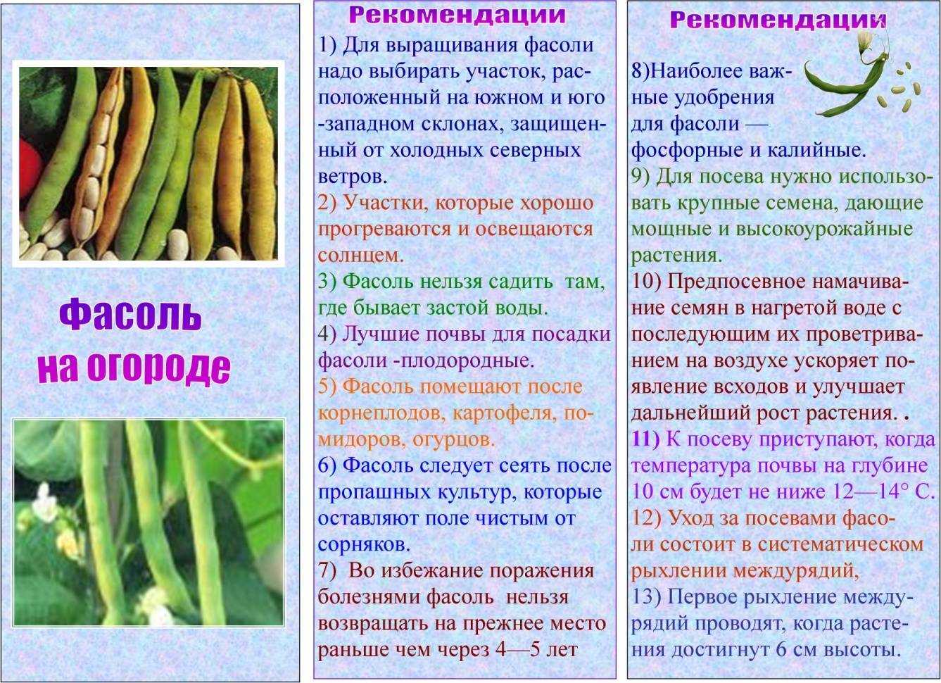 ✅ как посадить бобы. как сажать бобы - живой-сад.рф