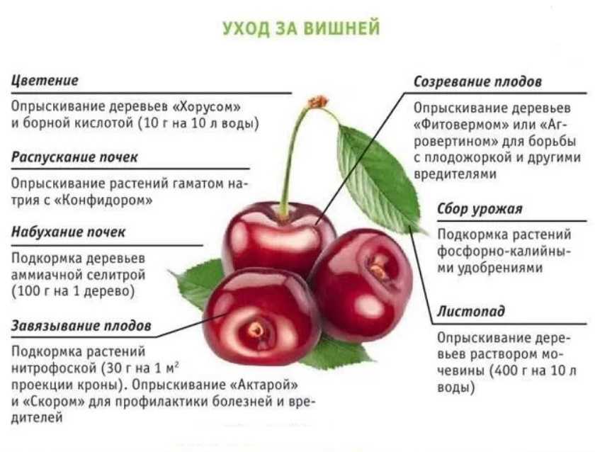Райское яблоко: описание и характеристики сорта, посадка, выращивание и уход