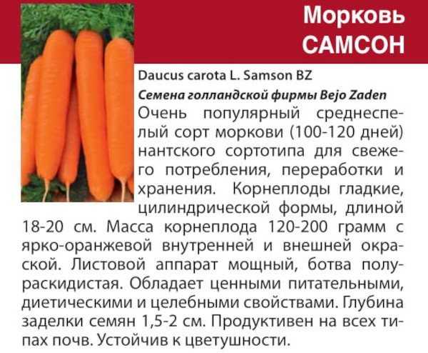 Морковь детская сладость: описание сорта, фото, отзывы, урожайность, характеристика