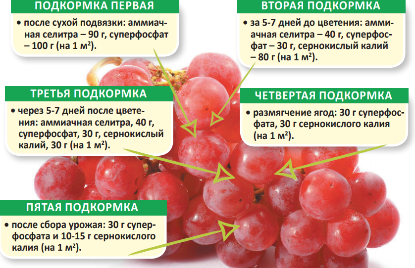 Виноград сорта анюта