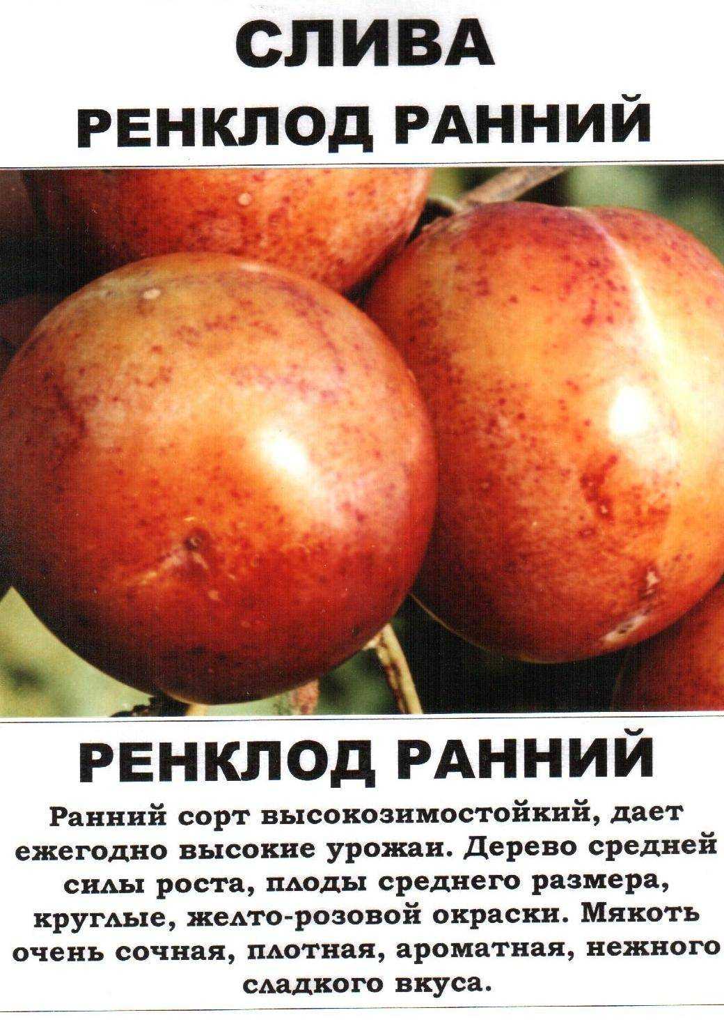 Устойчивая к заморозкам, засухе и болезням —  слива сорта «утро»