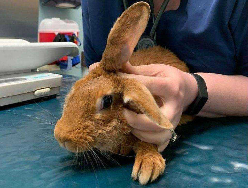 Лечение кроликов от ушного клеща