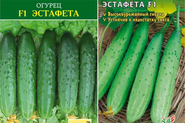 Огурцы эстафета f1: описание сорта, посадка, уход, фото, отзывы
