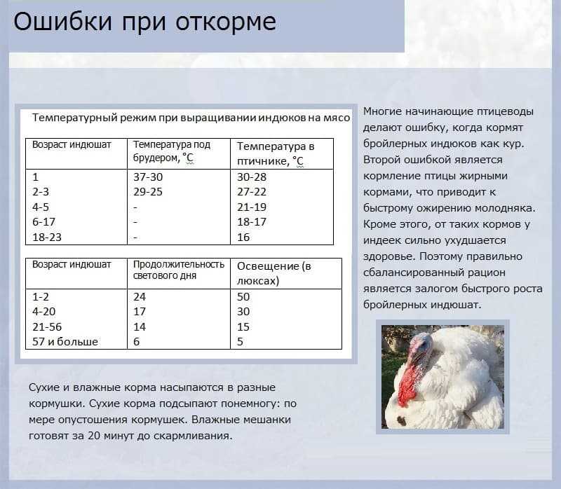 Как ухаживать за индюшатами с первых дней: суточные, почему раздуло живот