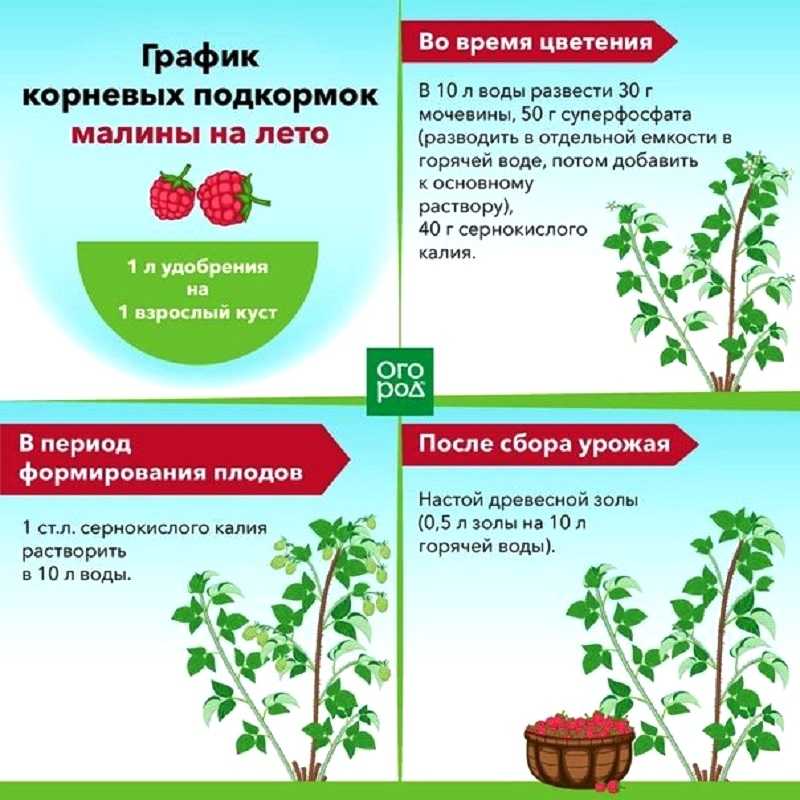 Сорт крыжовника малахит: характеристика, выращивание и как сажают