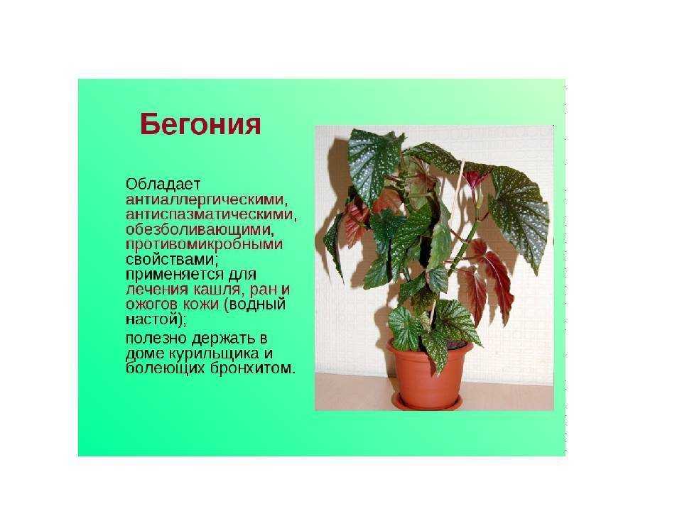 Семь сортов бегонии вечноцветущей — уход, описания, фото