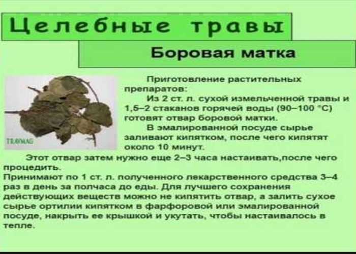 Боровая матка (ортилия однобокая) - лечебные свойства и противопоказания, фото