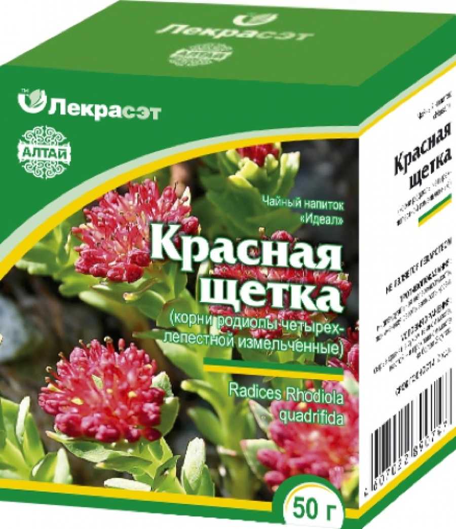 Красная щетка (родиола)