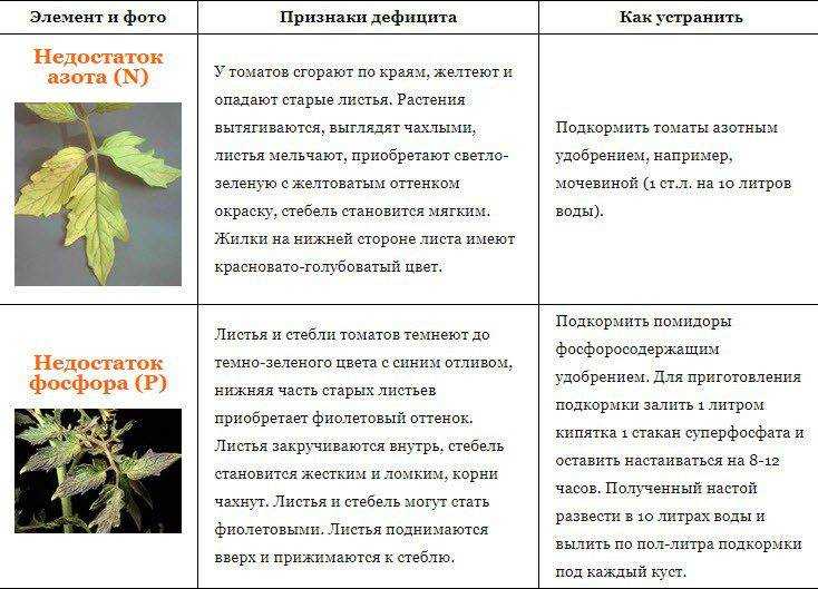 Почему желтеет рассада капусты