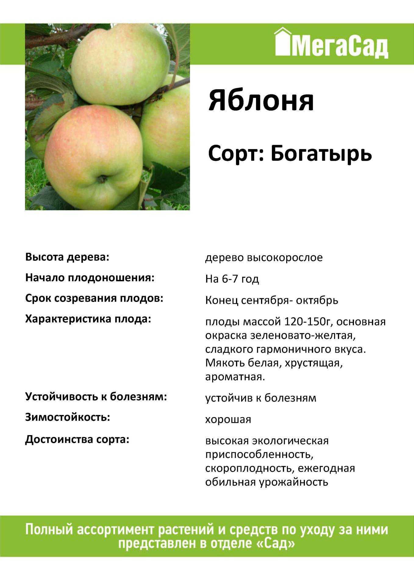 Крупноплодный томат богатырь: подробное описание сорта, агротехника, отзывы