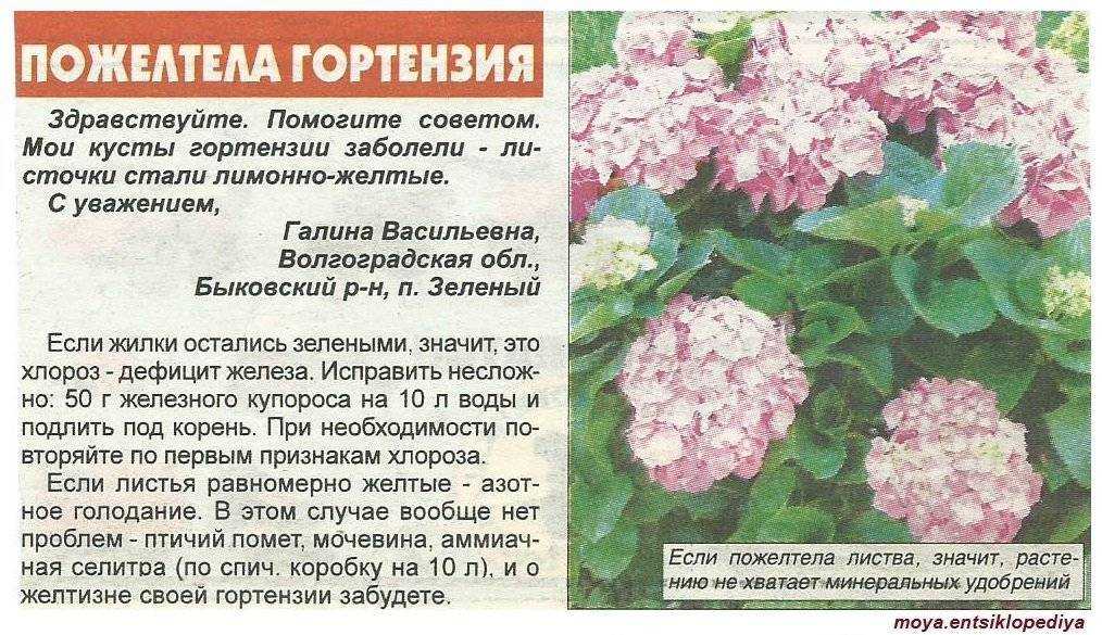 Гортензия (90+ фото) — описание, уход в открытом грунте, размножение, пересадка, болезни (видео) +отзывы