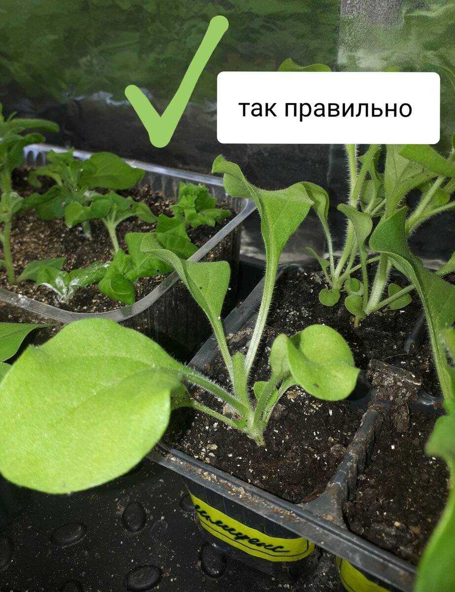Как правильно прищипывать петунию, чтобы она цвела шикарно
