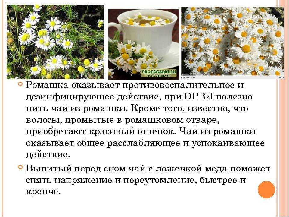 Девичья ромашка - неприхотливый цветущий многолетник, который выращивали в монастырских садах