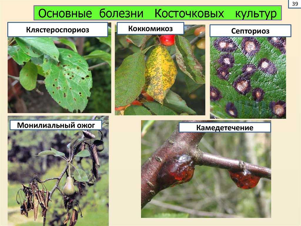 Болезни сливы: фото и борьба с ними, способы лечения заболеваний