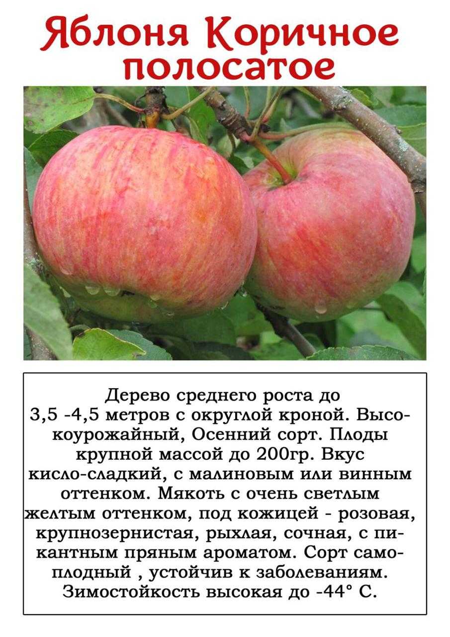 Описание сорта яблони красное раннее, агротехника и специфика ухода