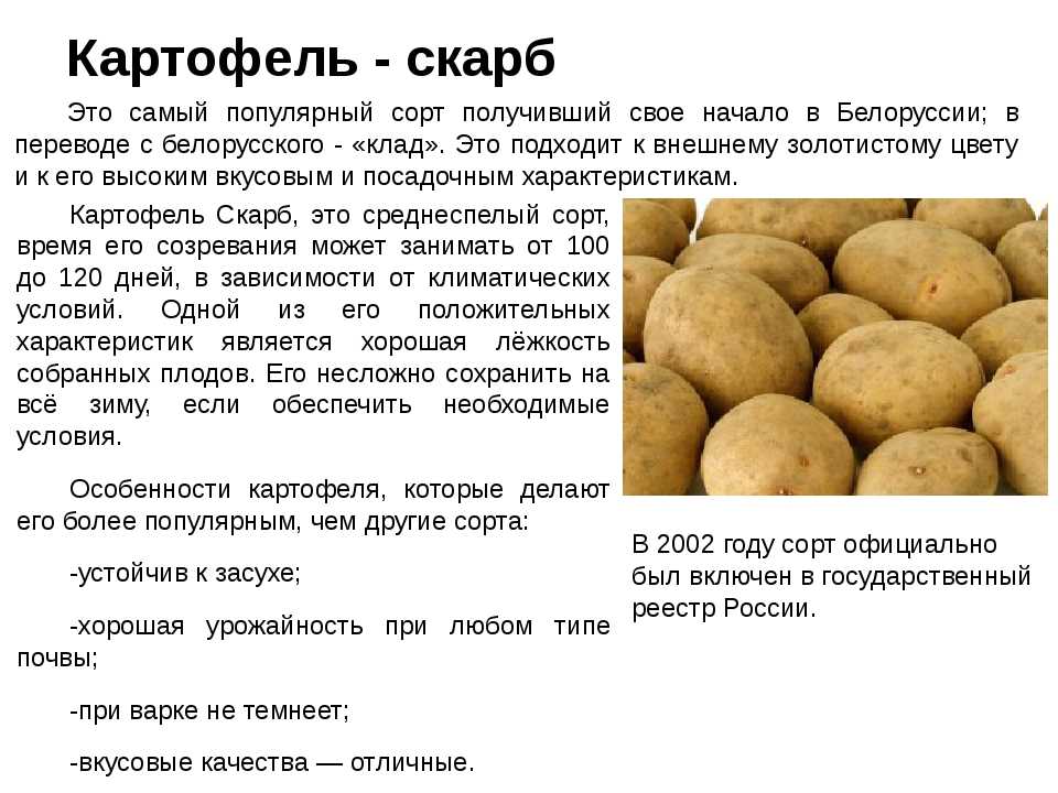 Картофель удача: описание, характеристики и отзывы!