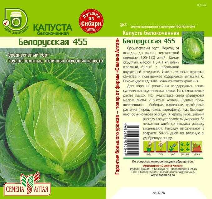 Капуста белорусская 455: характеристика и описание среднепозднего сорта с фото