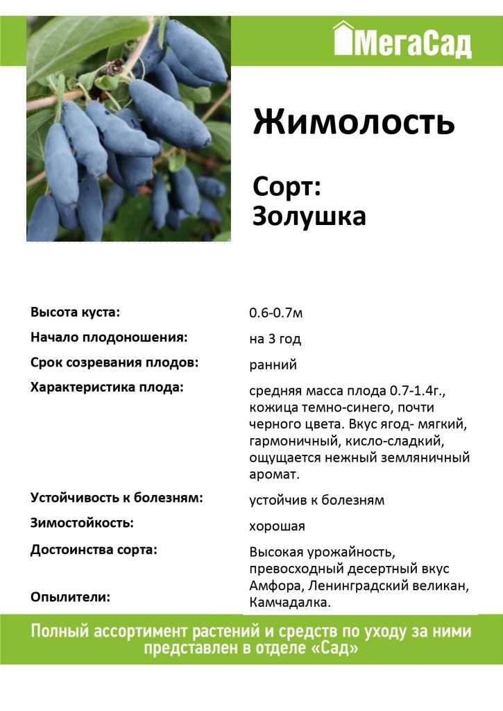 Выращивание жимолости – сорта, посадка и правила ухода