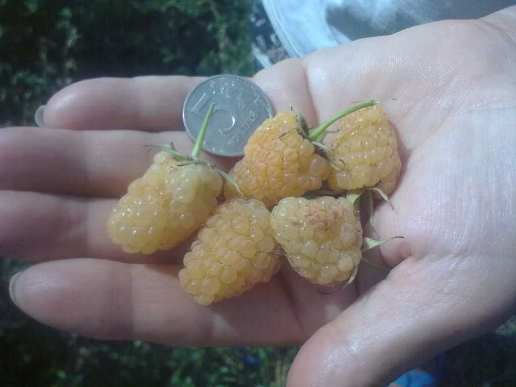 Малина золотая осень: описание сорта, фото, отзывы