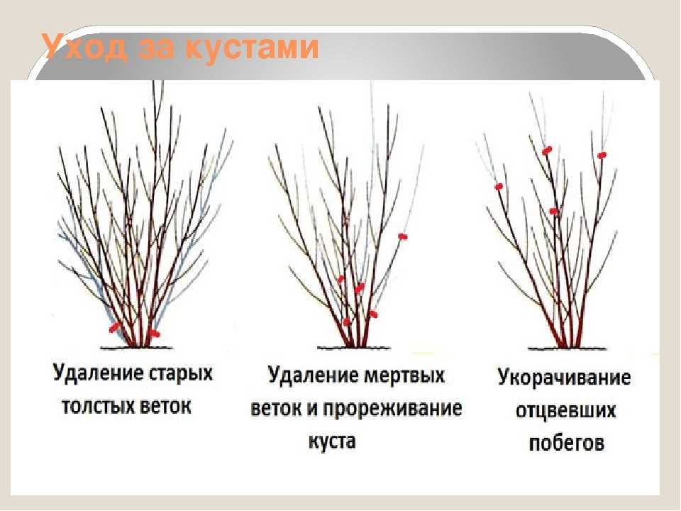 Процесс и способы обрезки черной смородины