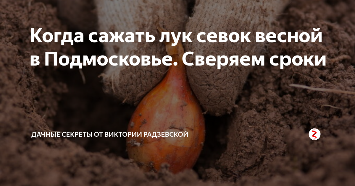 Выращивание лука эксибишен через рассаду и посадка семян сразу в открытый грунт, правила ухода для хорошего урожая