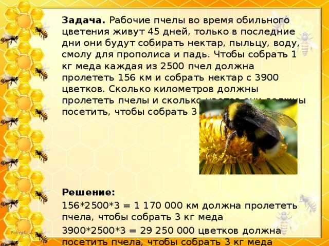 Сколько меда дает один улей за сезон, какое количество меда приносит одна пчела