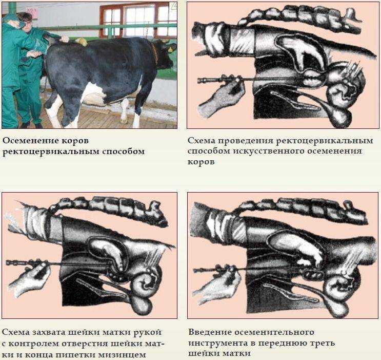 Стельная корова