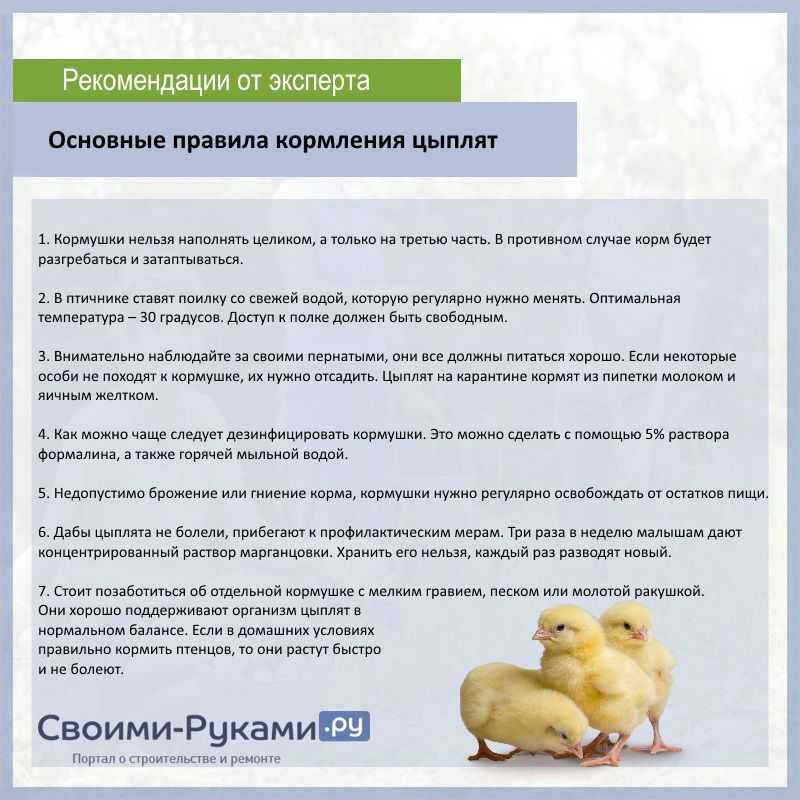 Чем кормить цыплят в домашних условиях: нормы и рацион питания