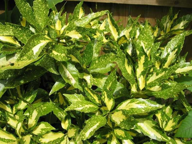 Экзотические золотые растения рода аукуба: уход в  домашних условиях, нюансы выращивания, виды