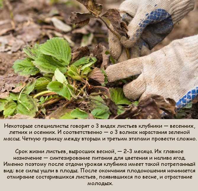 Все виды удобрения для клубники во время бутонизации и плодоношения