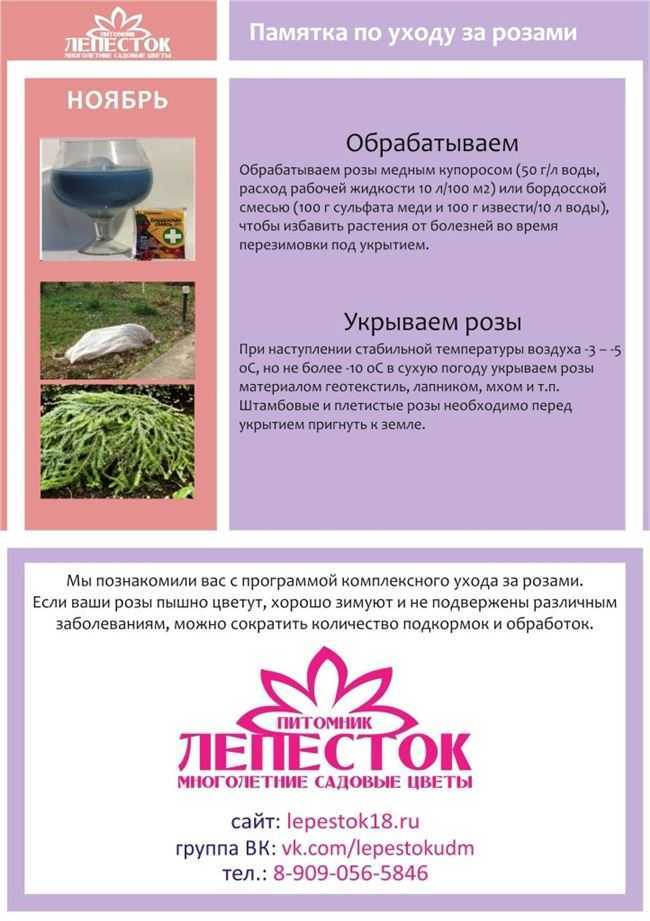 Как часто поливать розы: правила и особенности в разные сезоны