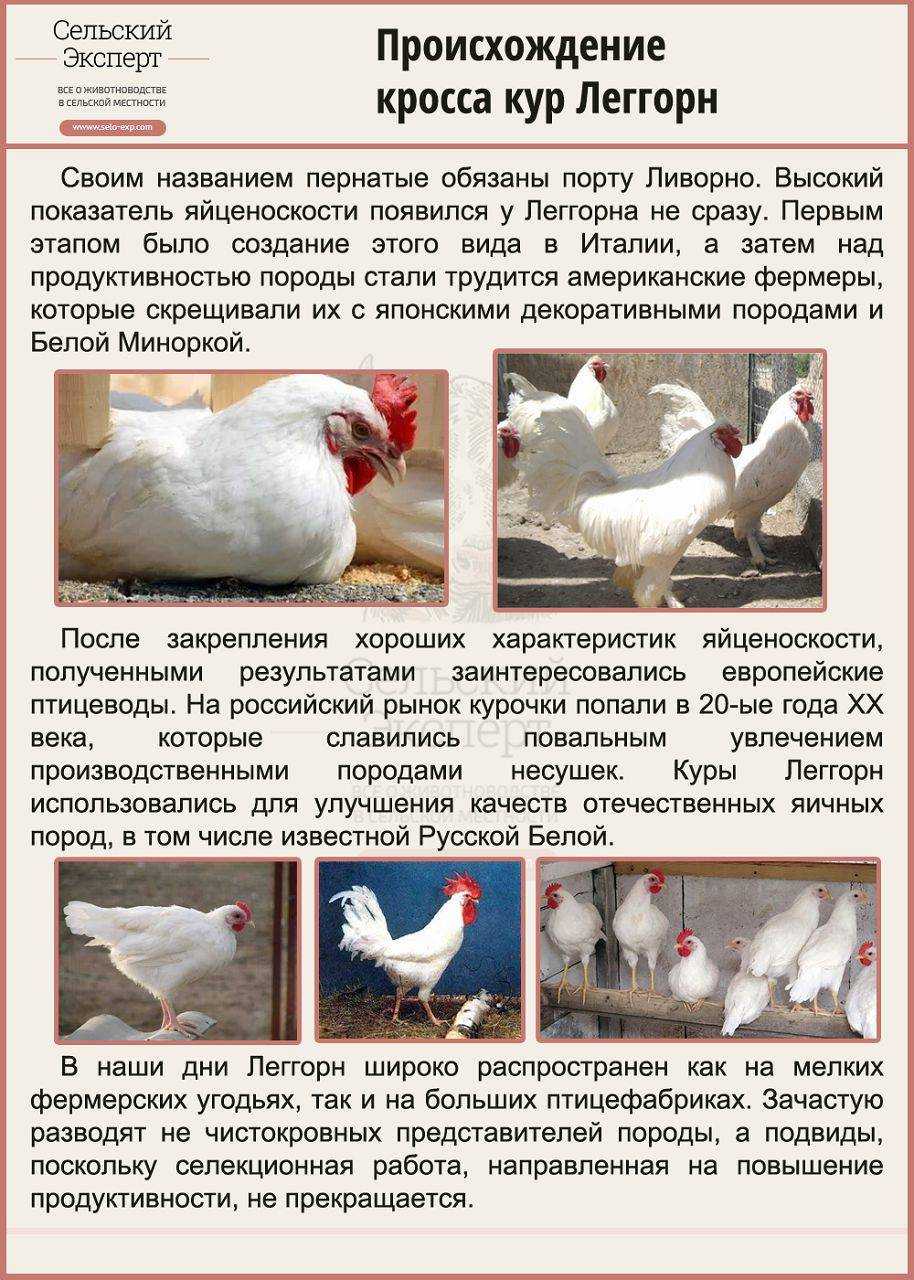 Куры несушки белые с большим гребнем - с огорода