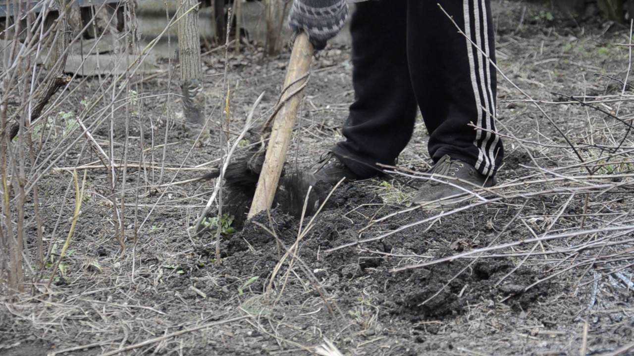 Как избавиться от поросли вишни на участке: способы борьбы и советы чем вывести поросль. обзор самых эффективных методов (120 фото + видео)