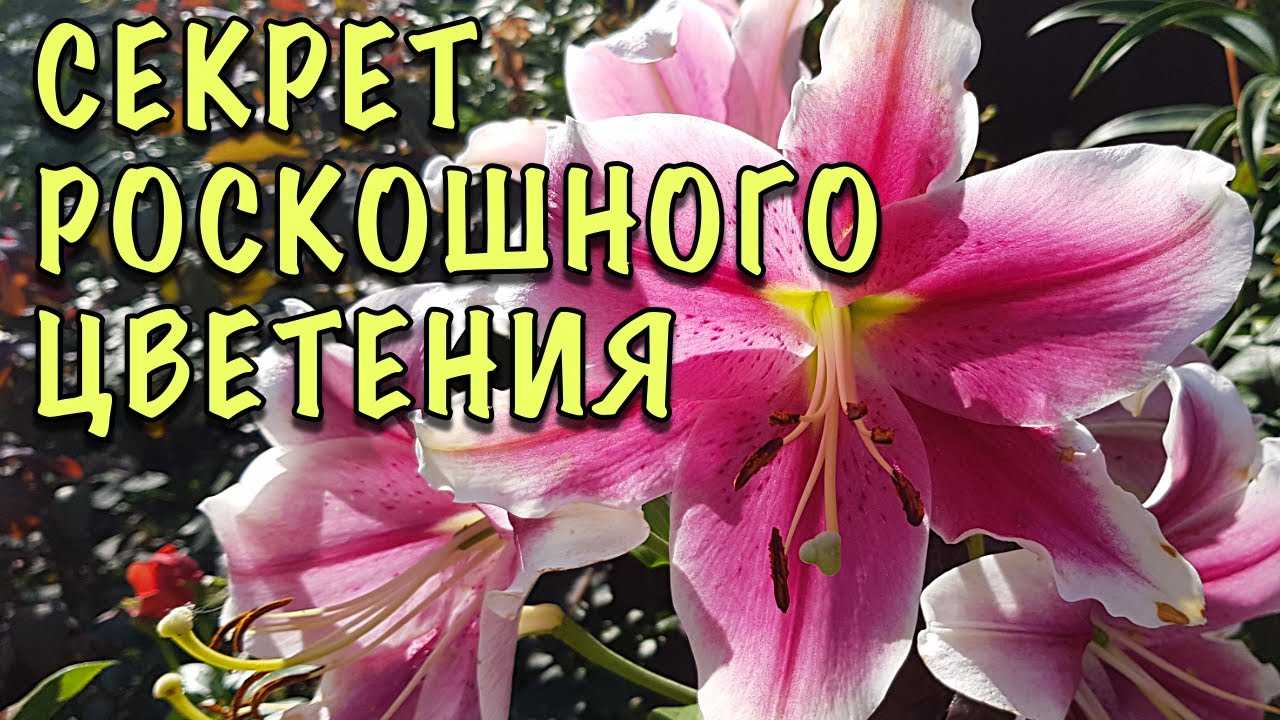 Чем подкормить лилии: весной, осенью для пышного цветения в саду