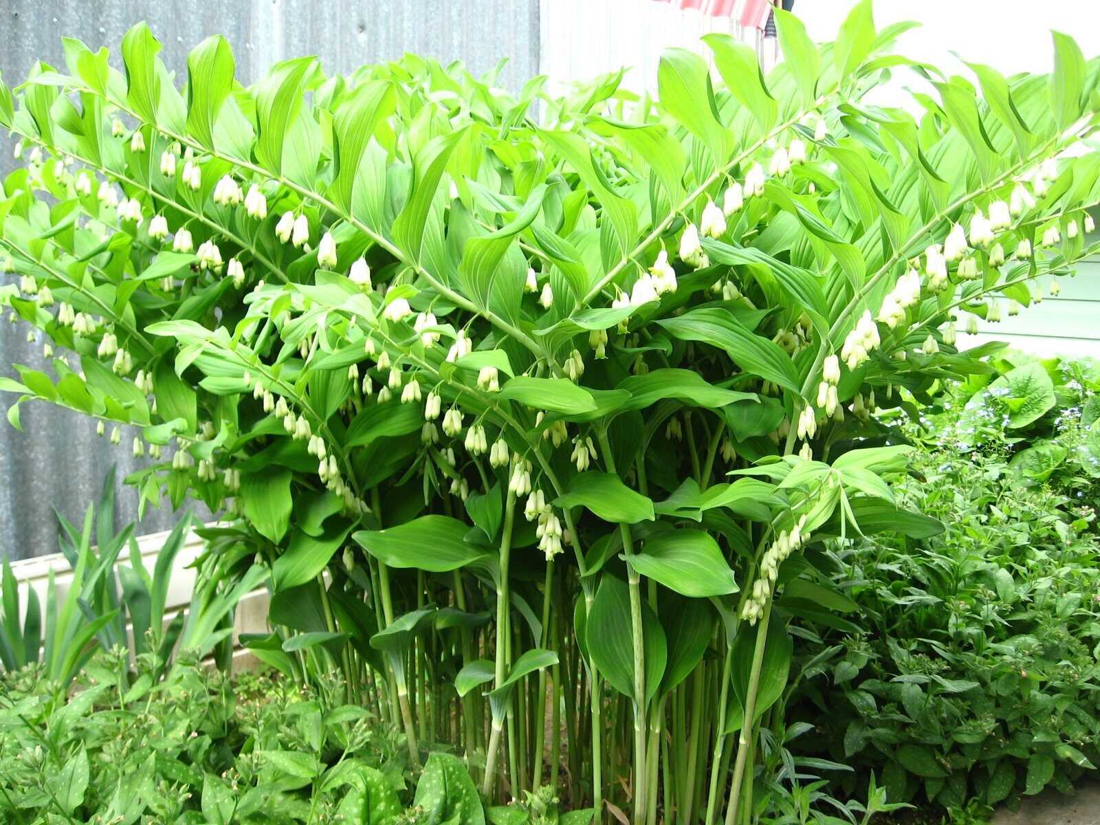 О цветке купена (описание купены садовой, вариегатной, душистой, сибирской)