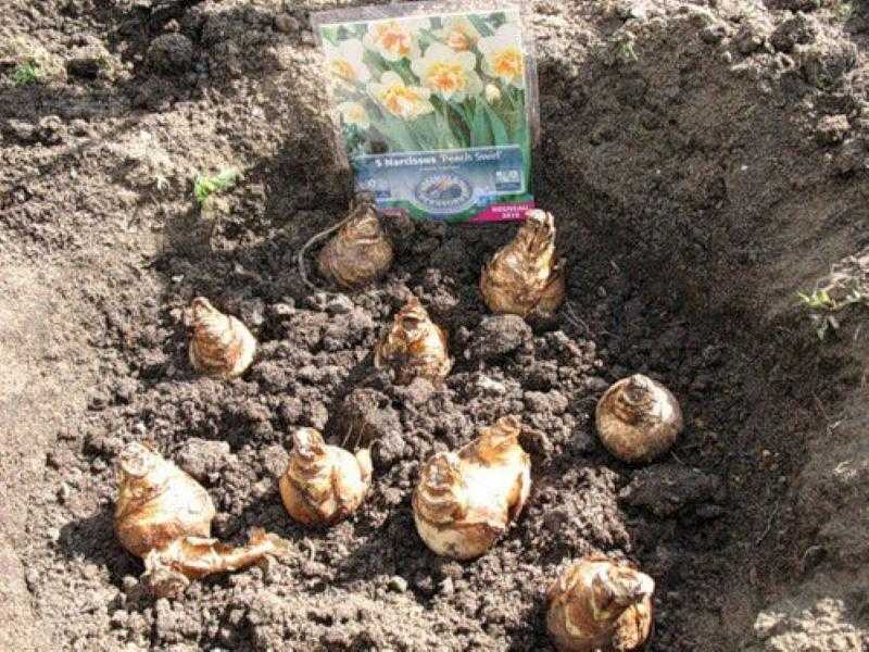 Нарциссы - посадка и уход в открытом грунте во время и после цветения