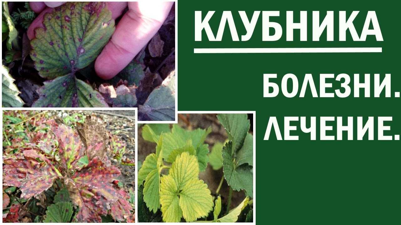 Пятнистость белая земляники | справочник пестициды.ru