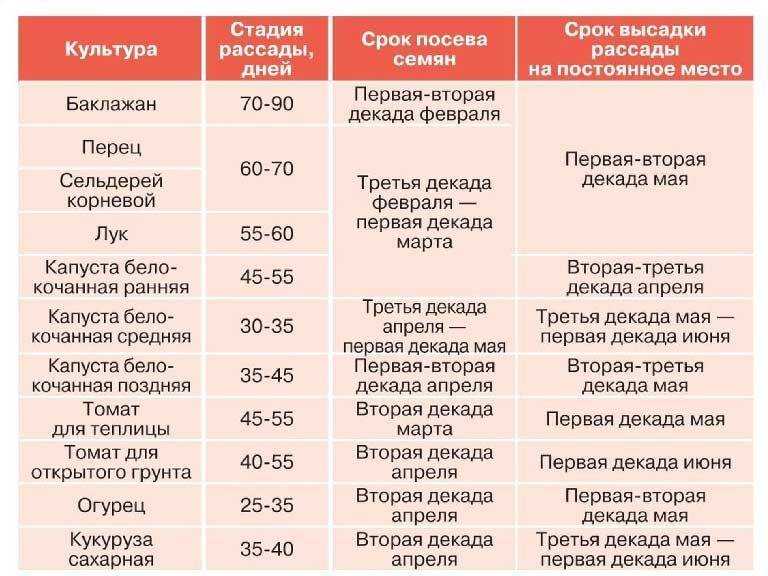 О посеве томатов на рассаду: когда сажать семена помидор, высадка в марте