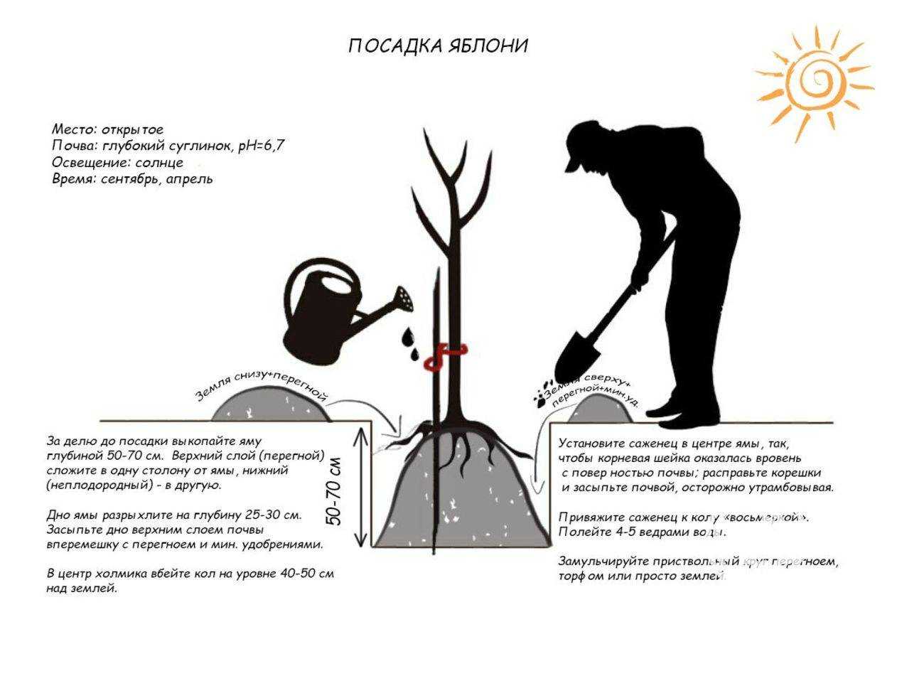 Как посадить яблоню