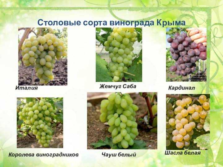 Виноград "тукай": описание сорта, фото, отзывы