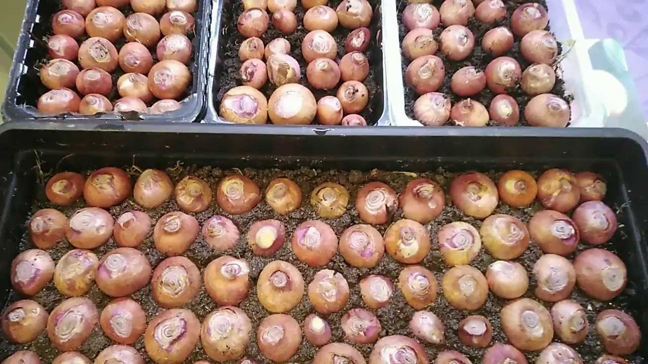 Нужно ли обрезать лук при посадке под зиму: зачем убирать хвостики у севка перед тем как садить осенью, как это правильно делать