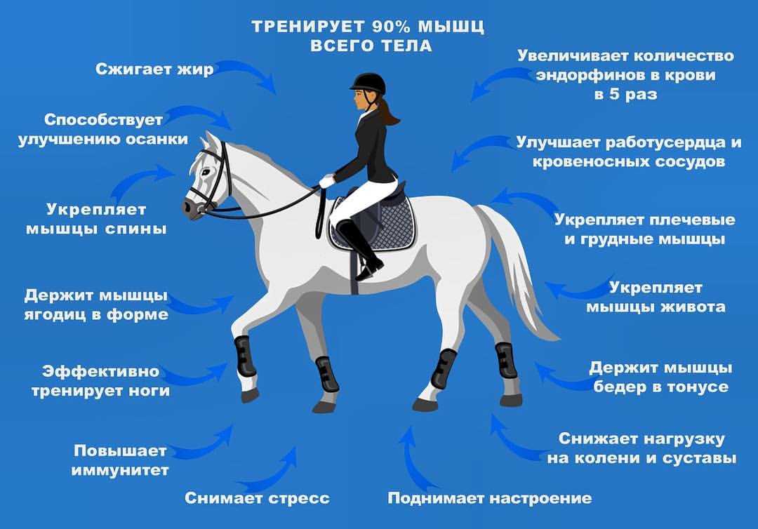Как лошадью управляют: правильно держаться на коне во время езды